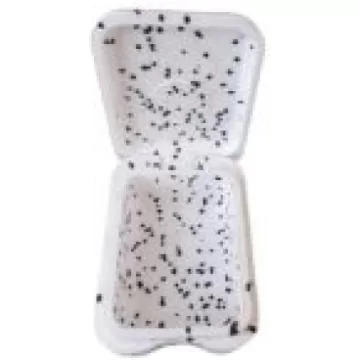 Kastīte motiļiem putuplasta.